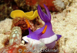 Mummy Nudi Heading For Lunch after a Hard day of Egg Layi... by Adrian Schokman 